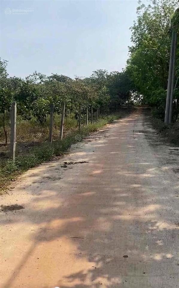 Em chính chủ cần bán đất rẫy trồng điều