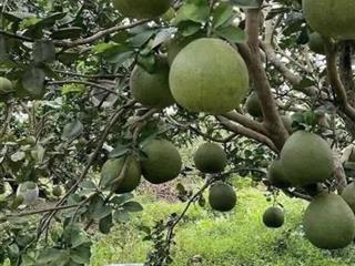 Bán đất tại xã tân hưng, 180 triệu, 1000m2, giá siêu hời, view đẹp