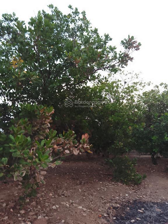 Nhà + đất đẹp đồng tâm 2 (bình phước cũ), 571.6 m2, chỉ 650tr, nhà đẹp + vườn cây, mặt đường nhựa