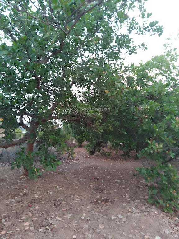 Nhà + đất đẹp đồng tâm 2 (bình phước cũ), 571.6 m2, chỉ 650tr, nhà đẹp + vườn cây, mặt đường nhựa