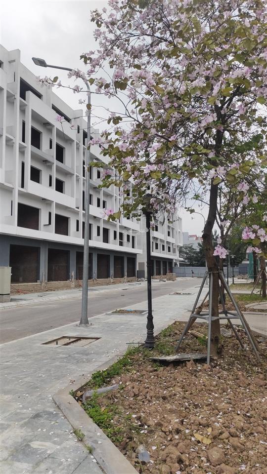 Hot deal gia lâm! suất ngoại giao hanoi oriental  sổ đỏ trao tay  chiết khấu khủng 17%!