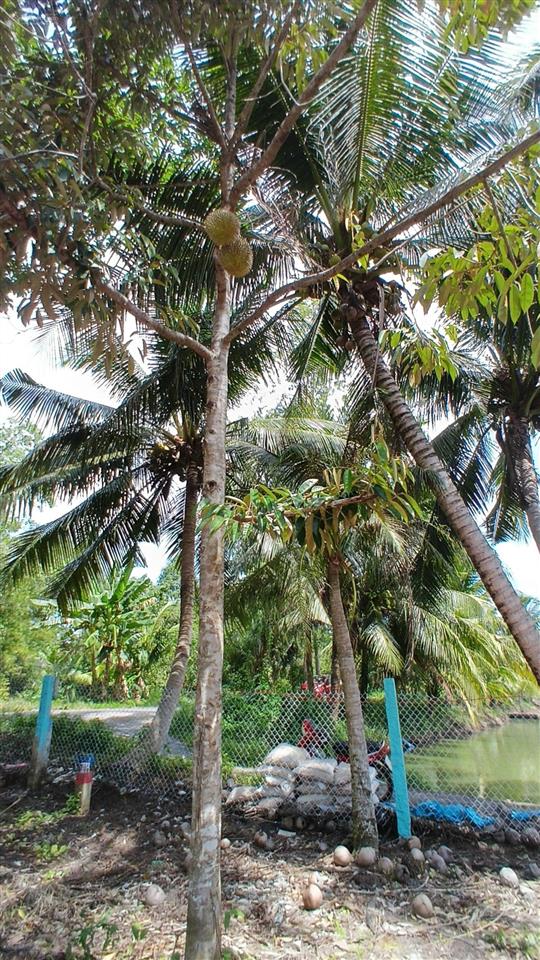 Bán đất 277 dh25c, 246,2m2, 7,0 triệu / m2, xã long hồ, vĩnh long. nở hậu dài 21m, đất như sổ đỏ