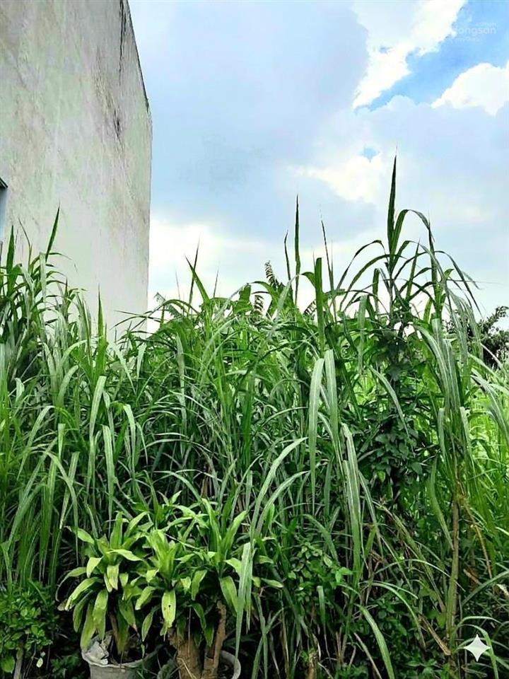 Đất trường lưu long trường 62m² (4x15,5m), đường 8m, gần chợ long trường, giá 3,83 tỷ