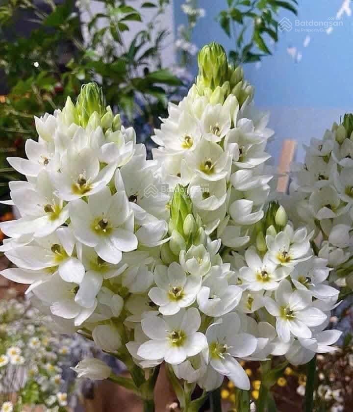 Bán nhà 50.3m2 tại nam hy hoàng phong, cự khê, thanh oai, giá thỏa thuận, uy tín, giá tốt