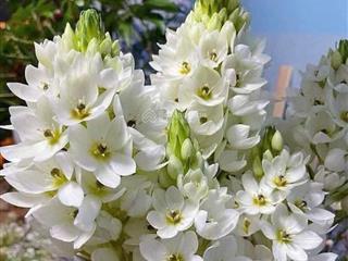 Bán nhà 50.3m2 tại nam hy hoàng phong, cự khê, thanh oai, giá thỏa thuận, uy tín, giá tốt