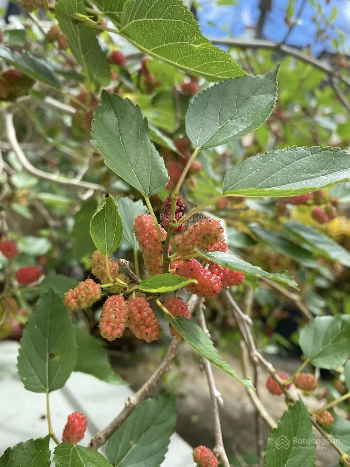 Bán đất tại hùng vương, lâm viênđà lạt, 38 triệu / m2, 550 m2