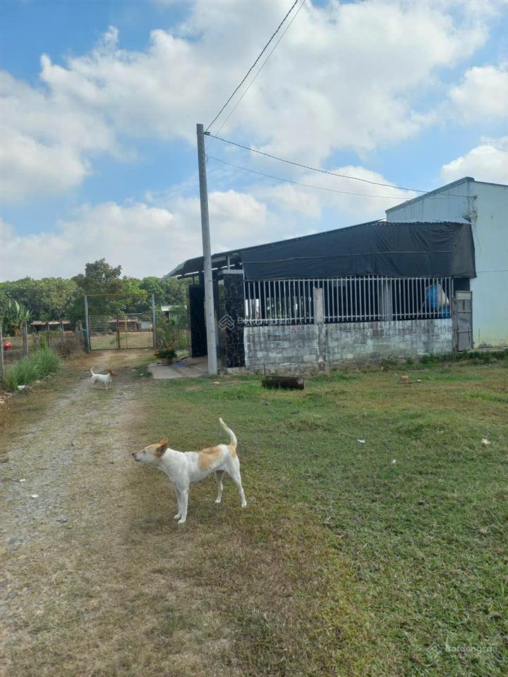 Bán đât thổ cư đường đức hòa thượng, long an ( cũ).