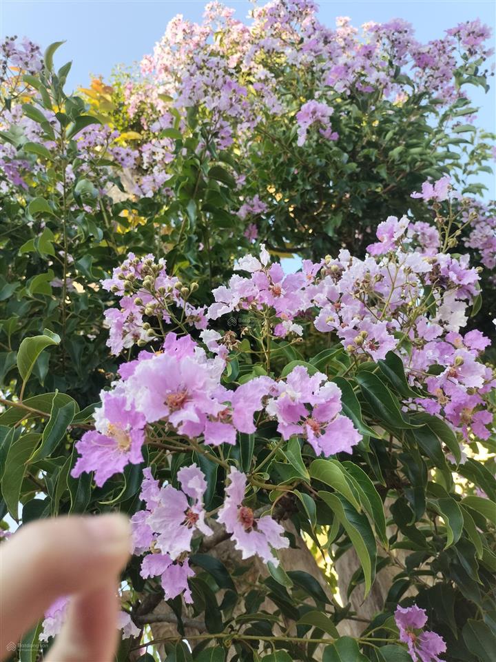 Bán đất tại hẻm, ngô quyền, p pleiku, giá tốt 1,32 tỷ, 300m2