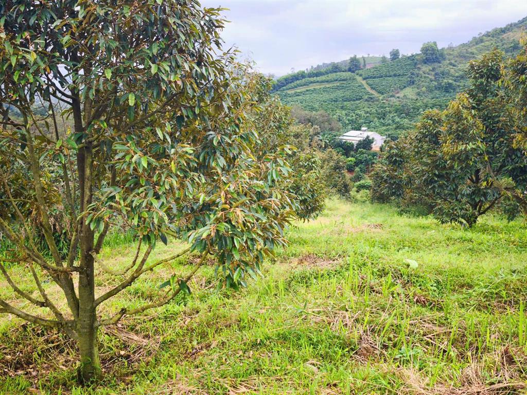 Siêu phẩm 15ha view đẹp hiếm full cây trái + cafe làm farm stay cực đỉnh