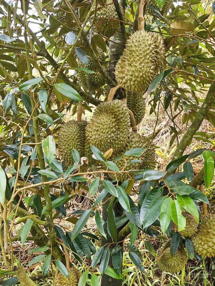 Siêu phẩm 15ha view đẹp hiếm full cây trái + cafe làm farm stay cực đỉnh