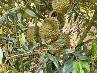 Siêu phẩm 15ha view đẹp hiếm full cây trái + cafe làm farm stay cực đỉnh