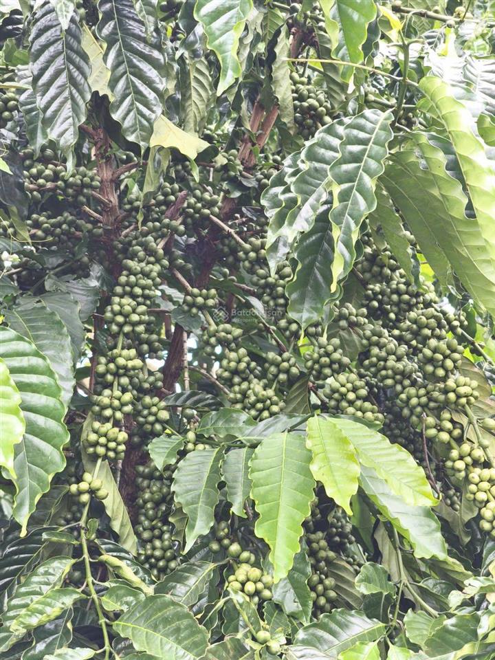 Siêu phẩm 15ha view đẹp hiếm full cây trái + cafe làm farm stay cực đỉnh