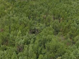 Bán trang trại, đất trồng sầu riêng ở khánh sơn