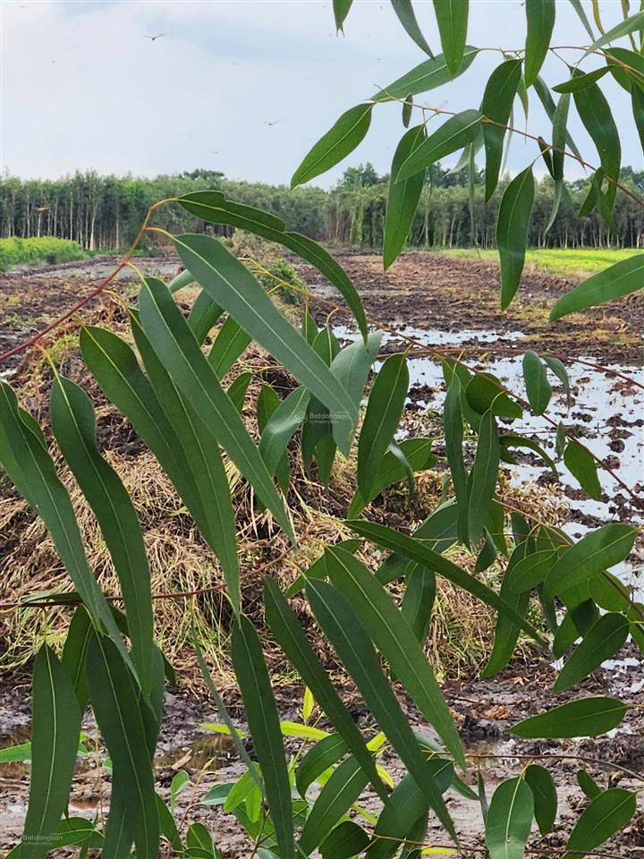 Chính chủ chuyển nhượng nhanh lô đất 17 công cực đẹp giá chỉ 135tr/1000m2 siêu rẻ