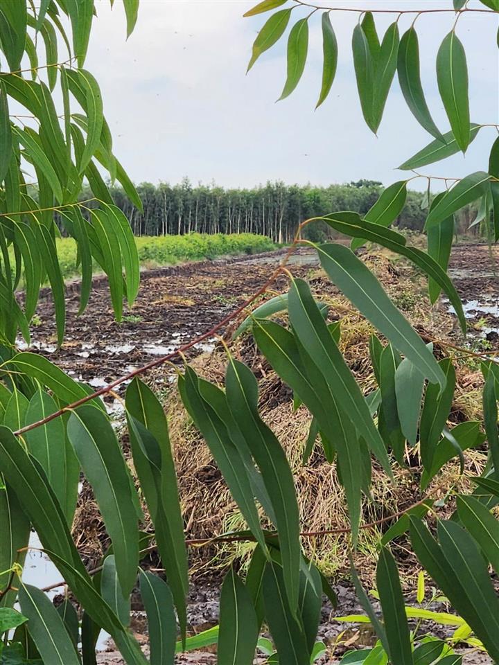 Chính chủ chuyển nhượng nhanh lô đất 17 công cực đẹp giá chỉ 135tr/1000m2 siêu rẻ