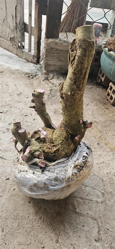 Bán nhà cấp 4 tại tam hiệp biên hòa