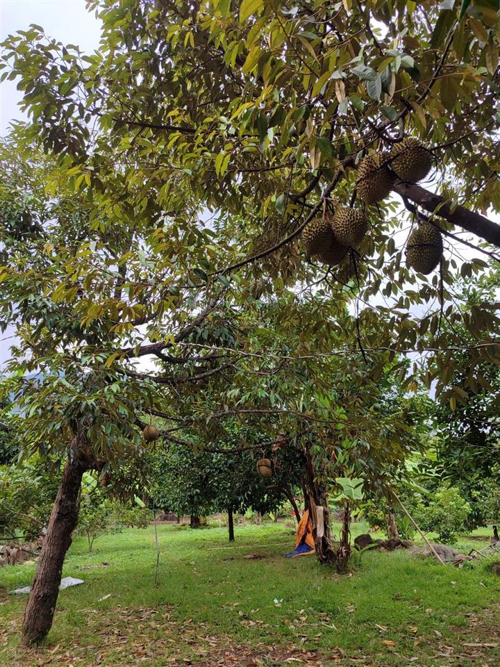 Bán 3,2 ha đất nông nghiệp vườn trái cây đang khai thác, có suối tự nhiên