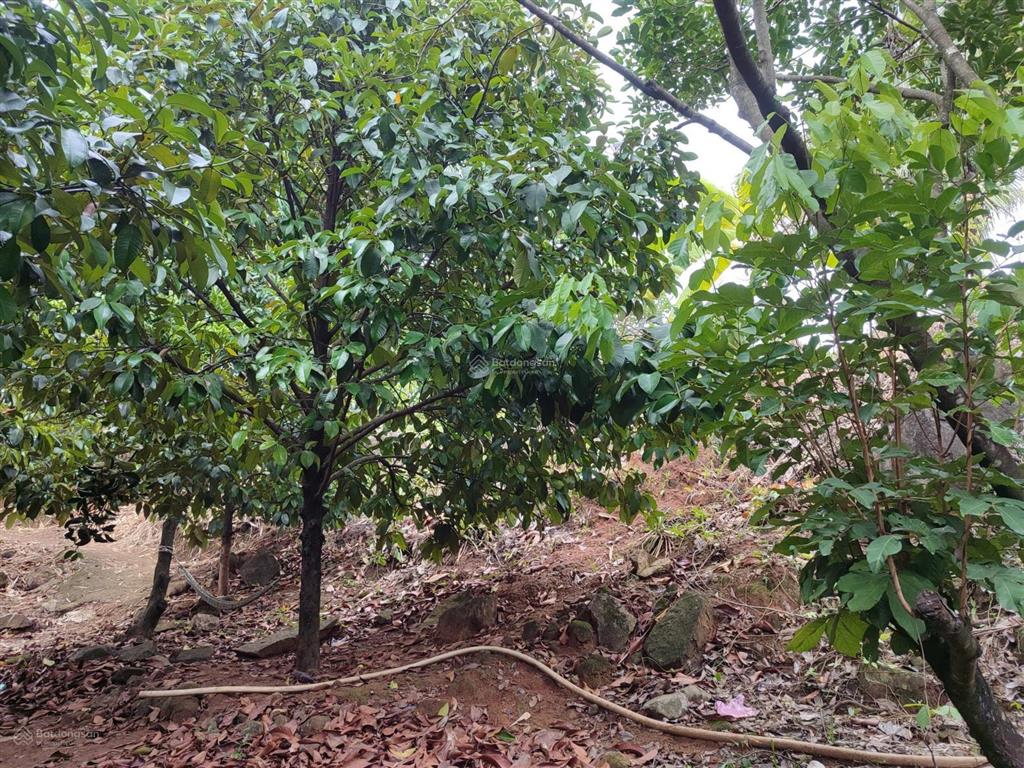 Bán 3,2 ha đất nông nghiệp vườn trái cây đang khai thác, có suối tự nhiên