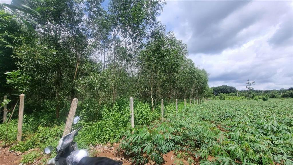 Bình giã, tphcm 2100m2 mặt tiền 48m thênh thang, giá rẻ khu vực