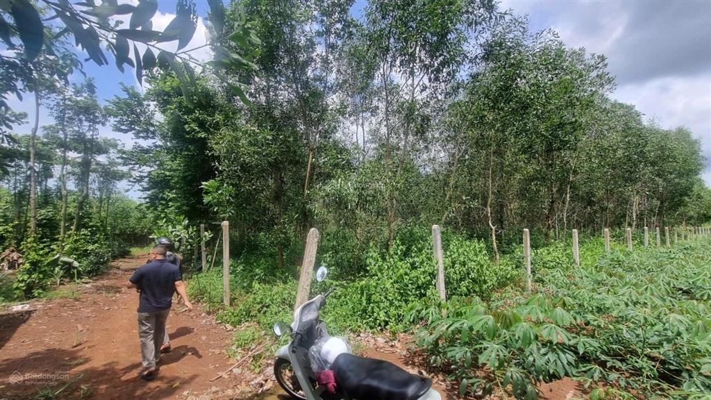Bình giã, tphcm 2100m2 mặt tiền 48m thênh thang, giá rẻ khu vực