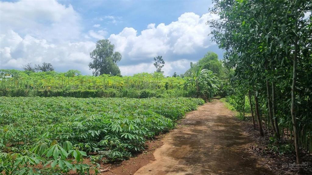 Bình giã, tphcm 2100m2 mặt tiền 48m thênh thang, giá rẻ khu vực