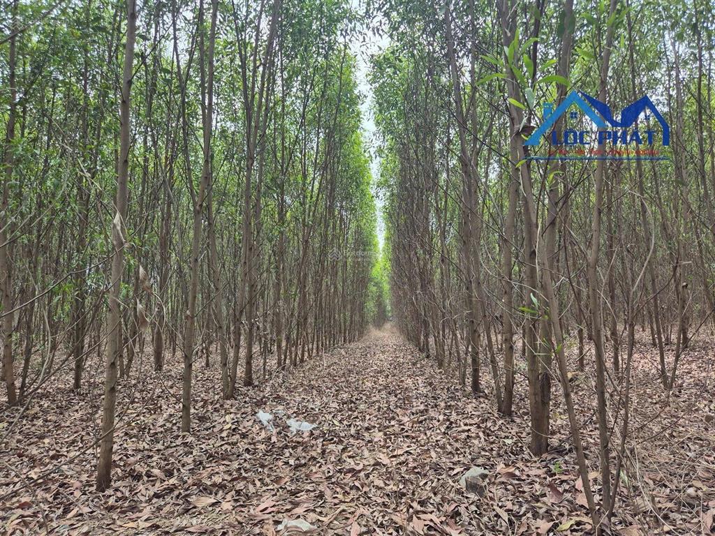 S106 bán đất 19.500m2 gần hồ trị an vĩnh cửu đồng nai. phù hợp làm farmstay nghỉ dưỡng.