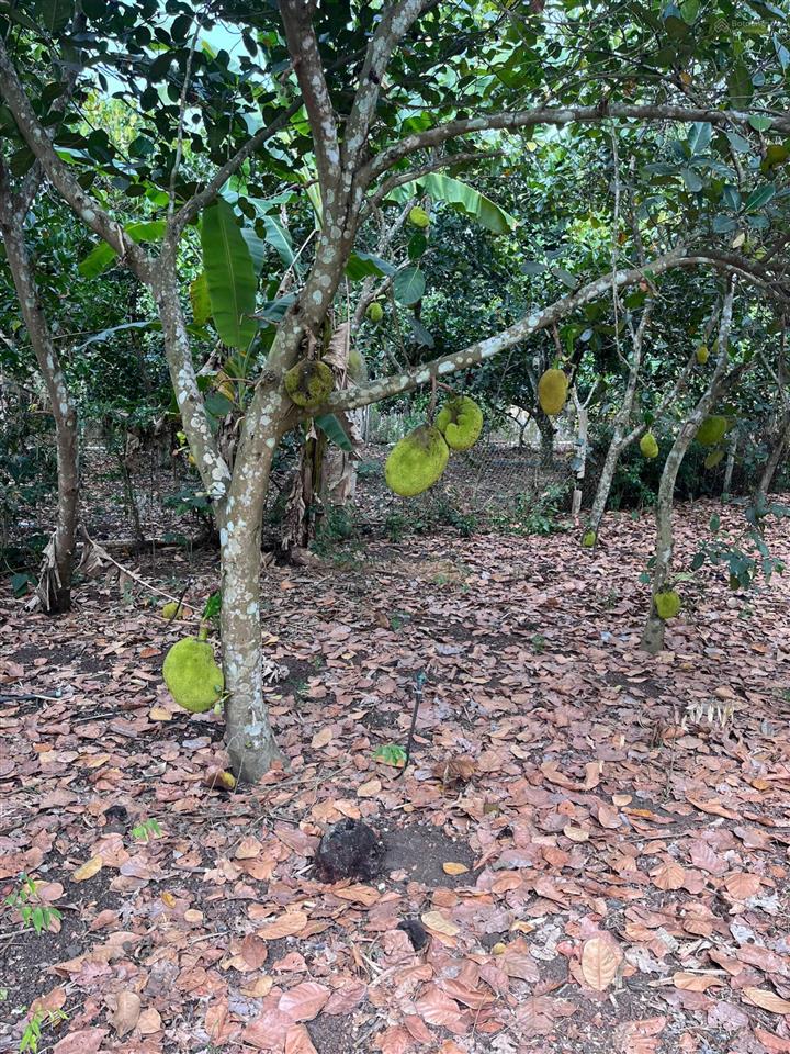 Bán gấp đất vườn 1.946 m2 bảo vinh long khánh, có nhà + cổng rào, ô tô tới đất, giá 2,5 tỷ