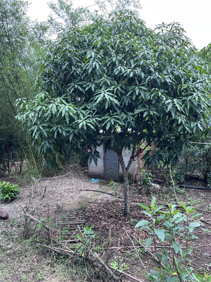 Bán gấp đất vườn 1.946 m2 bảo vinh long khánh, có nhà + cổng rào, ô tô tới đất, giá 2,5 tỷ