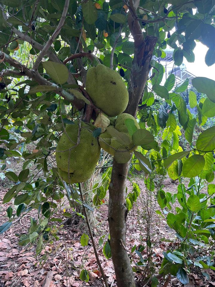 Bán gấp đất vườn 1.946 m2 bảo vinh long khánh, có nhà + cổng rào, ô tô tới đất, giá 2,5 tỷ