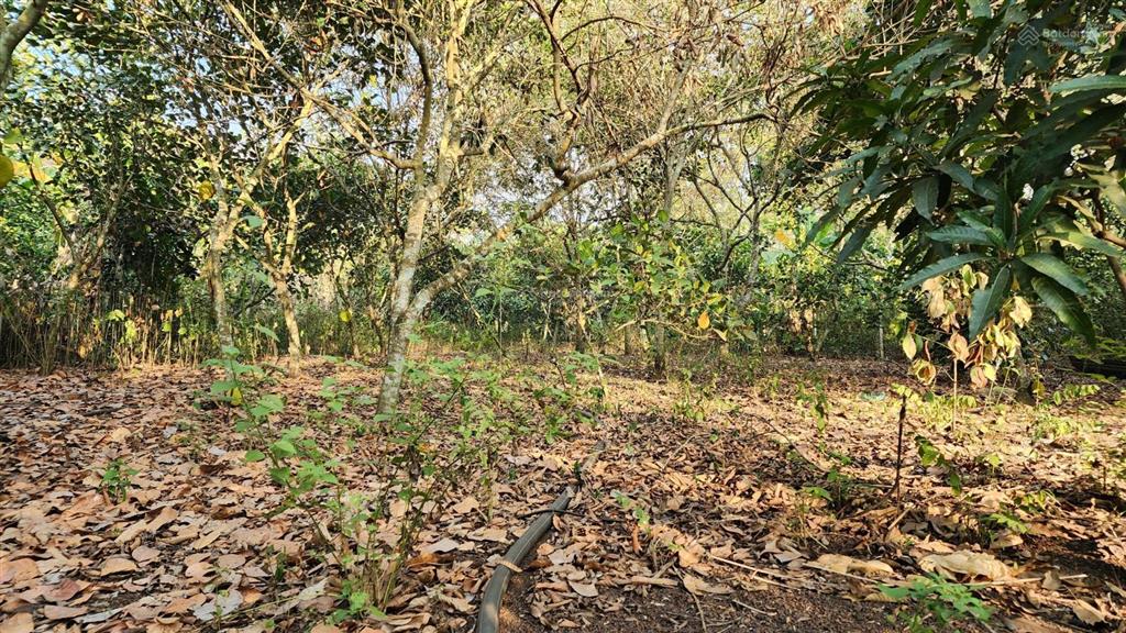 Bán gấp đất vườn 1.946 m2 bảo vinh long khánh, có nhà + cổng rào, ô tô tới đất, giá 2,5 tỷ