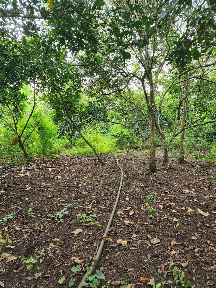 Bán gấp đất vườn 1.946 m2 bảo vinh long khánh, có nhà + cổng rào, ô tô tới đất, giá 2,5 tỷ