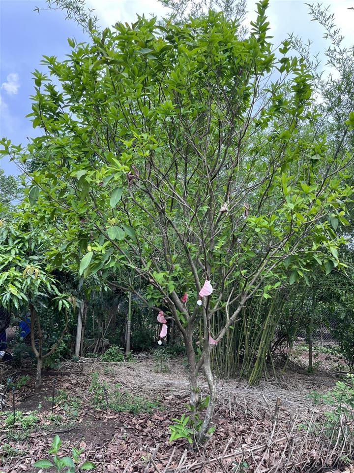 Bán gấp đất vườn 1.946 m2 bảo vinh long khánh, có nhà + cổng rào, ô tô tới đất, giá 2,5 tỷ