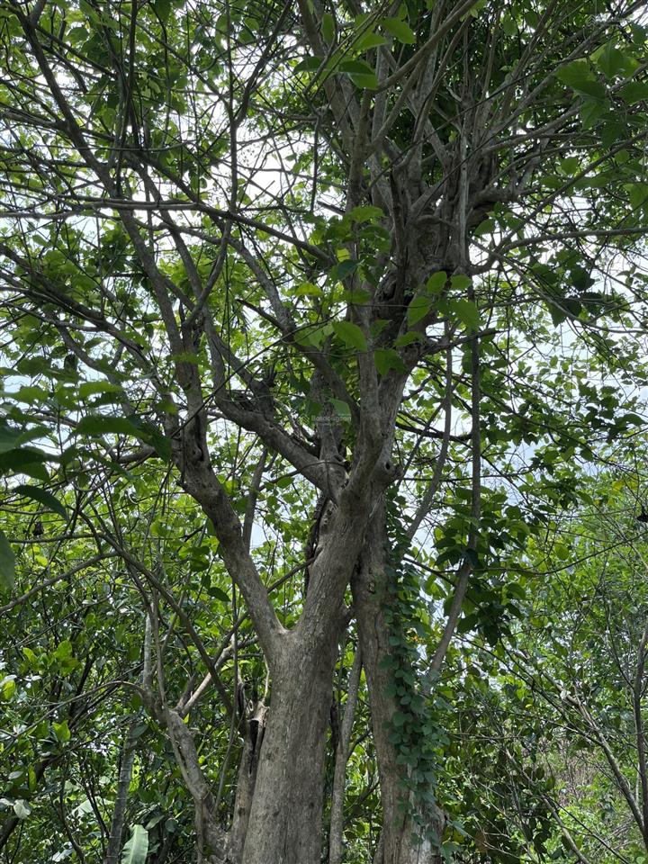 Bán gấp đất vườn 1.946 m2 bảo vinh long khánh, có nhà + cổng rào, ô tô tới đất, giá 2,5 tỷ