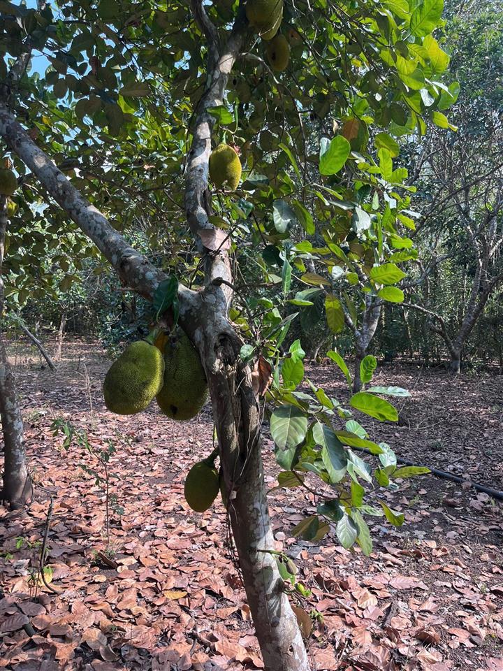 Bán gấp đất vườn 1.946 m2 bảo vinh long khánh, có nhà + cổng rào, ô tô tới đất, giá 2,5 tỷ