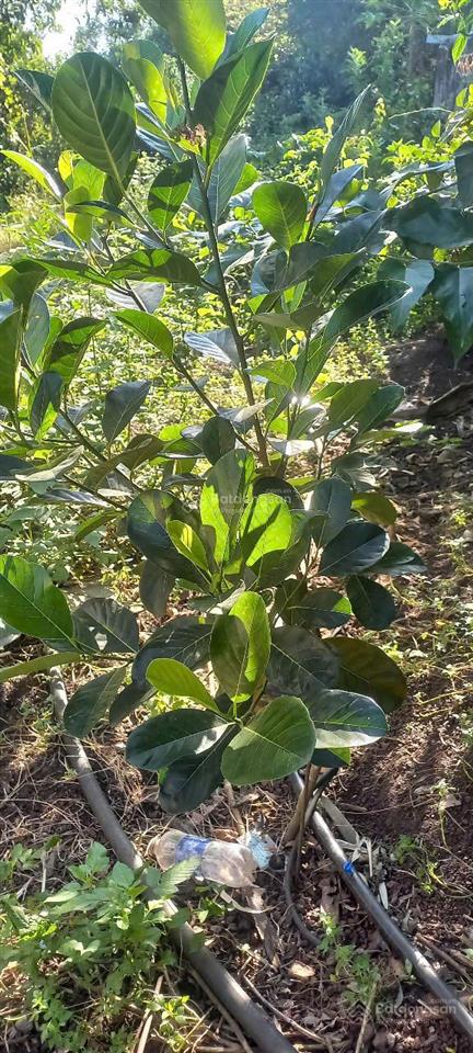 Bán gấp đất vườn 1.946 m2 bảo vinh long khánh, có nhà + cổng rào, ô tô tới đất, giá 2,5 tỷ