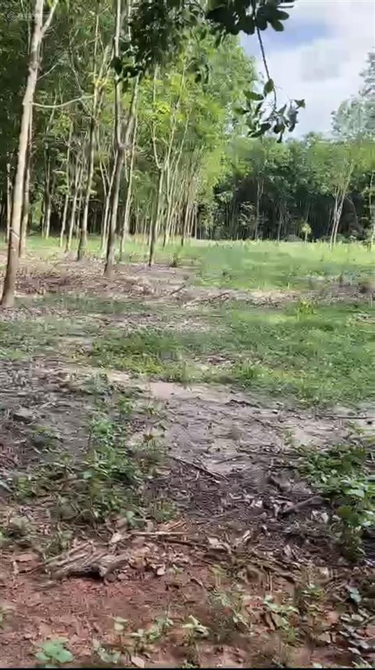 Chủ ngộp cần bán lô đất sào  vuông vức