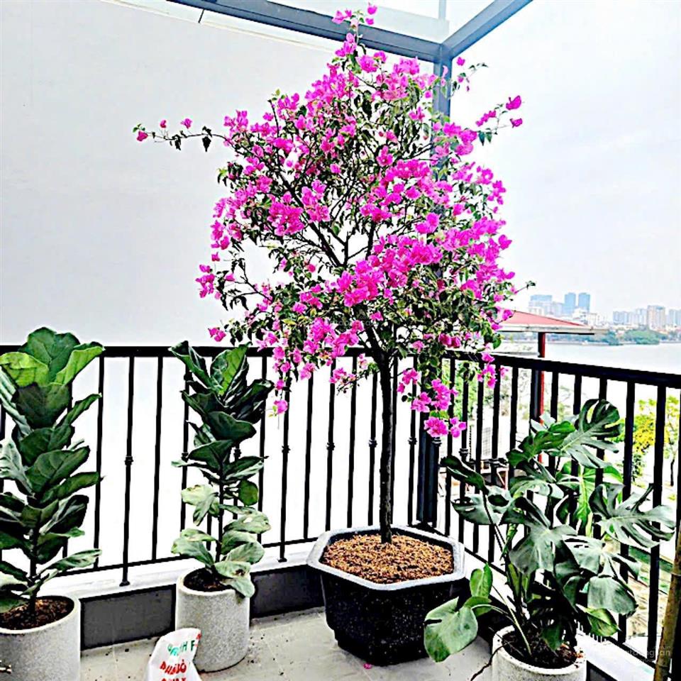 Bán nhà thuỵ khuê, view hồ tây, 7 tầng thang máy, 12 tỷ  vị trí đẹp, hiếm, cách mặt phố chỉ 20m