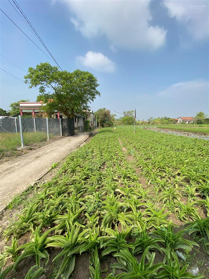 Bán đất 2mt 2300m2 thổ cư giá rẻ 13 tỷ phân lô rất đẹp