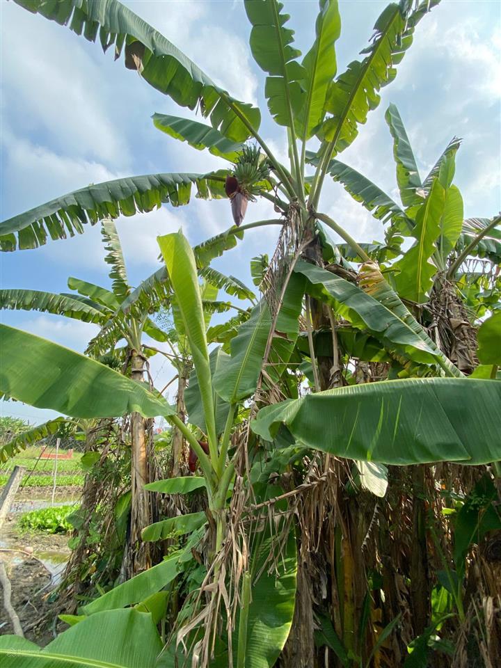 Bán đất 2mt 2300m2 thổ cư giá rẻ 13 tỷ phân lô rất đẹp