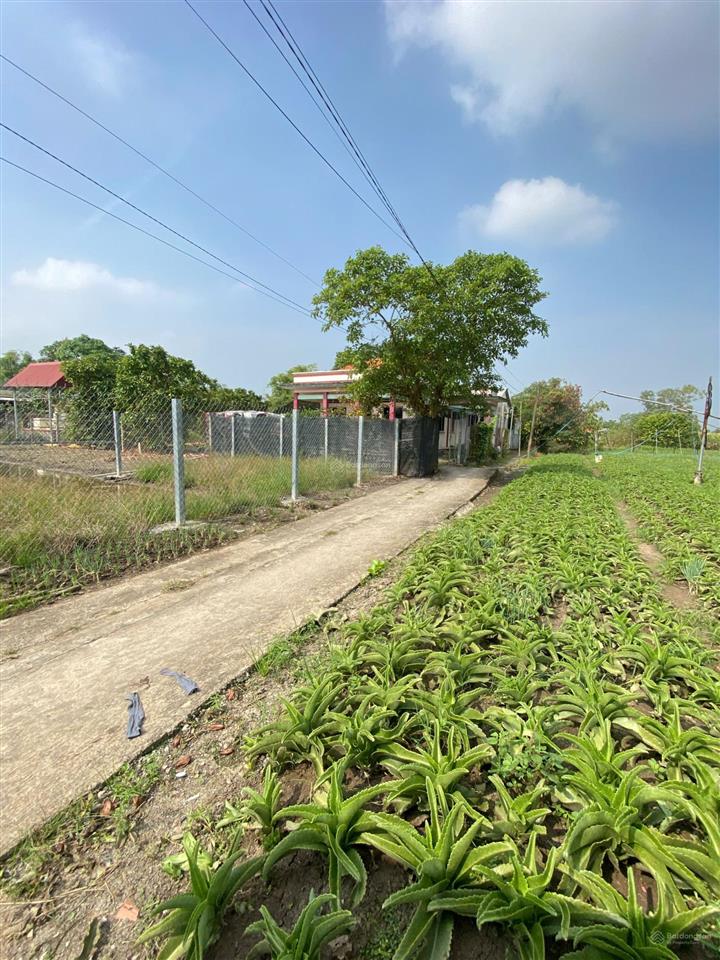 Bán đất 2mt 2300m2 thổ cư giá rẻ 13 tỷ phân lô rất đẹp