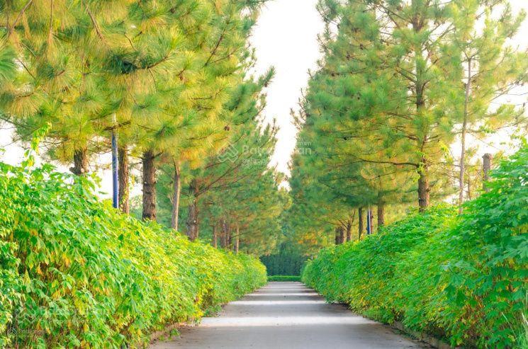 The phoenix garden biệt thự nhà vườn 400m2 trong lòng hà nội