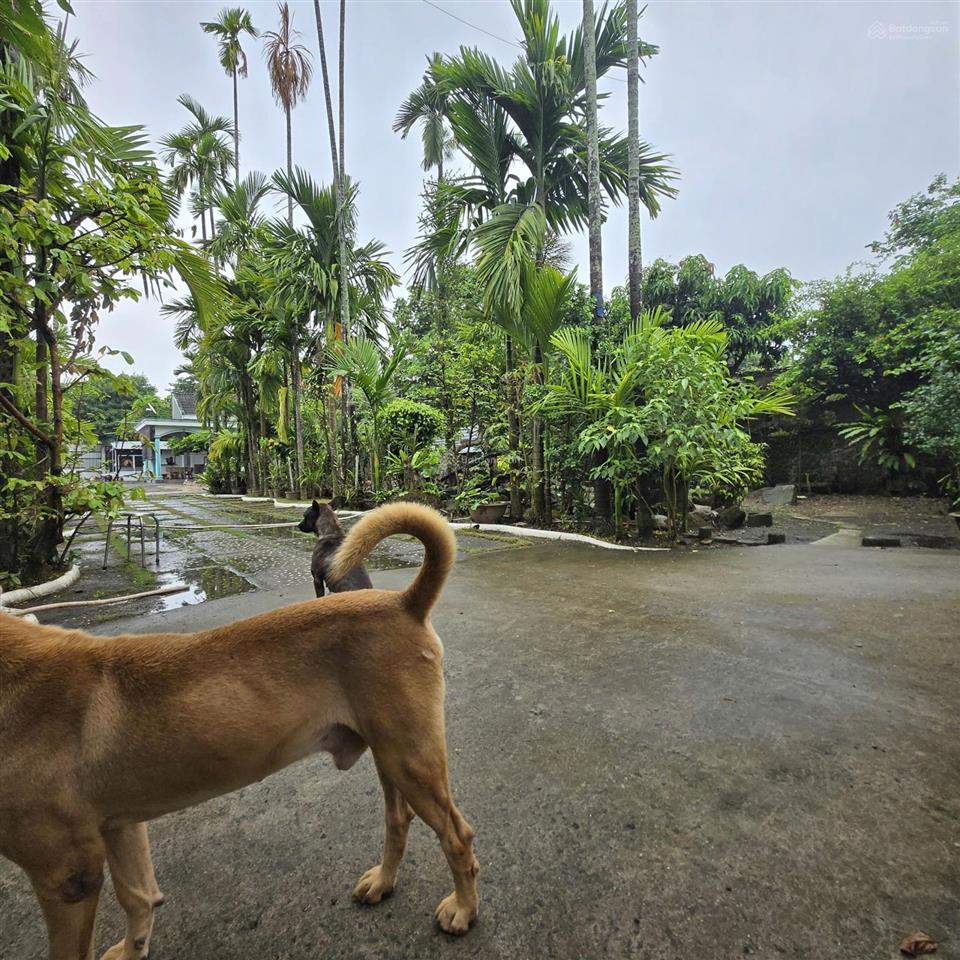 Đất nhà vườn mặt tiền đường nhựa lộ giới 20m.