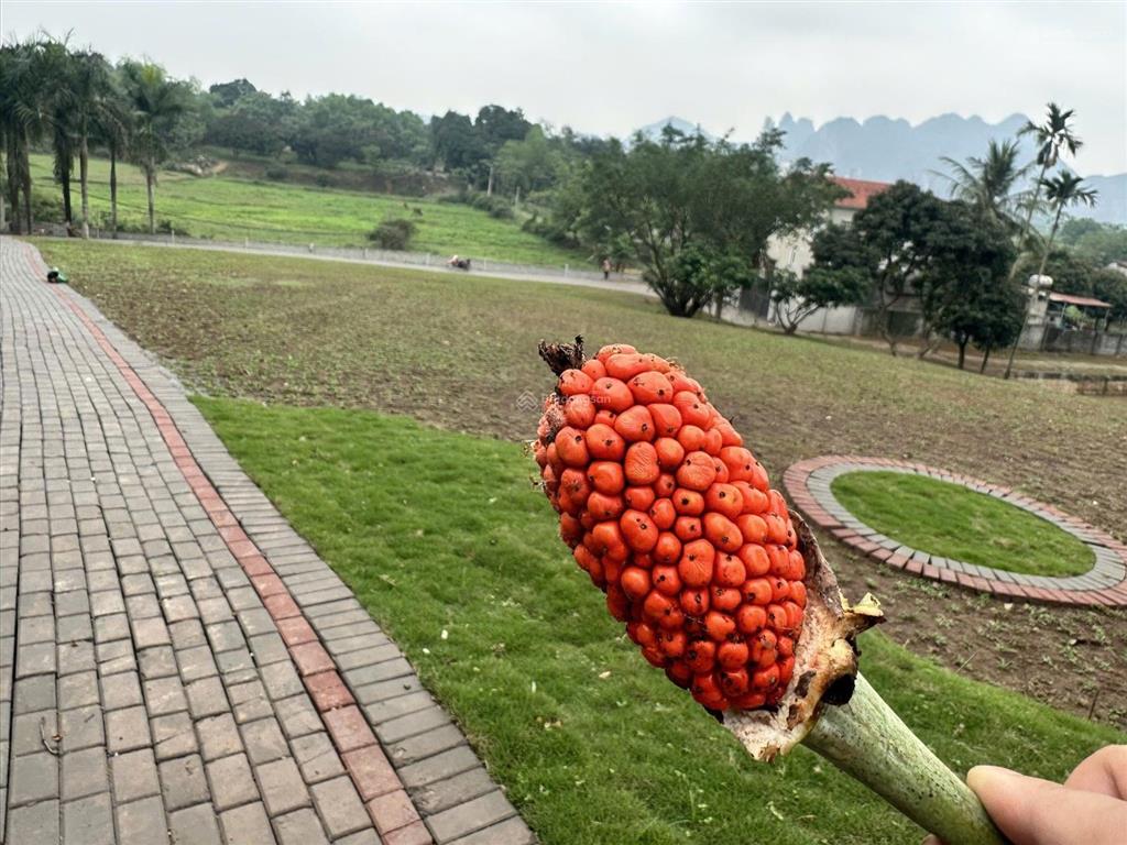 Cần bán 7000 m2 đất làm sinh thái tại chương mỹ hà nội