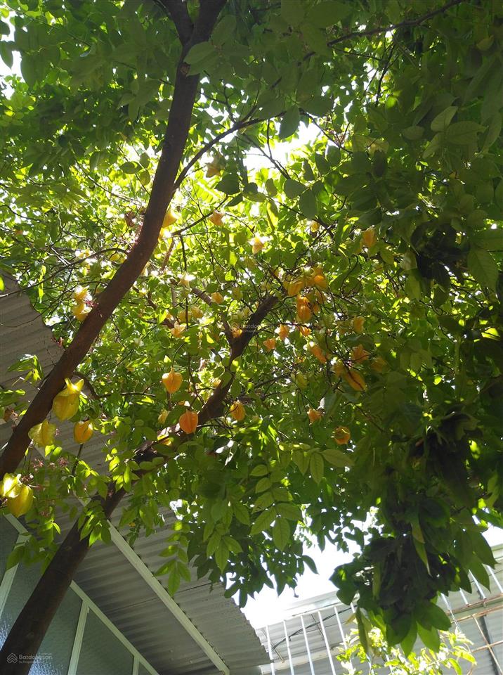 Chuyển gia đình về bắc cần bán nhà tâm huyết ở nha trang