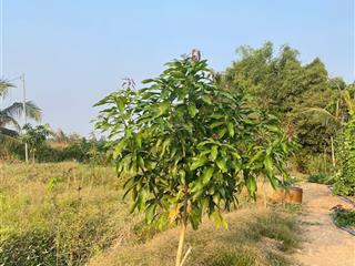 Bán đất ruộng phường bình khánh cũ (giờ là bình đức, an giang)