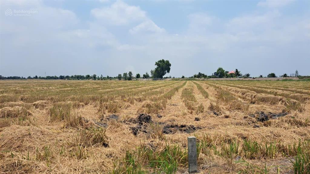 Bán đất tại quốc lộ 62, 10 tỷ, 2000 m2, giá cực chất