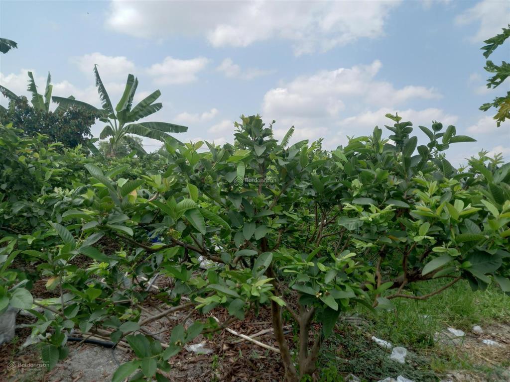 Vườn trồng trọt vườn gần khu dân cư