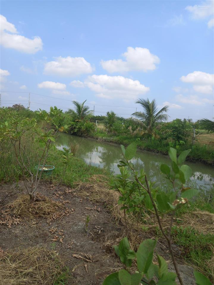 Vườn trồng trọt vườn gần khu dân cư