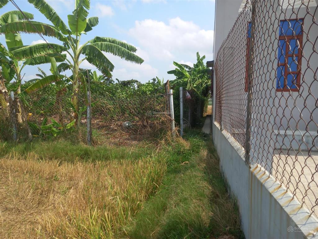 Vườn trồng trọt vườn gần khu dân cư