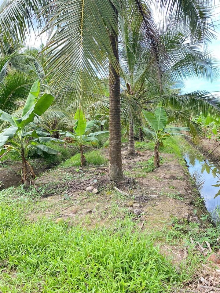 Bán đất vườn diện tích 2.635m2
